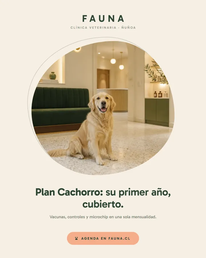 Pieza de Instagram para Fauna